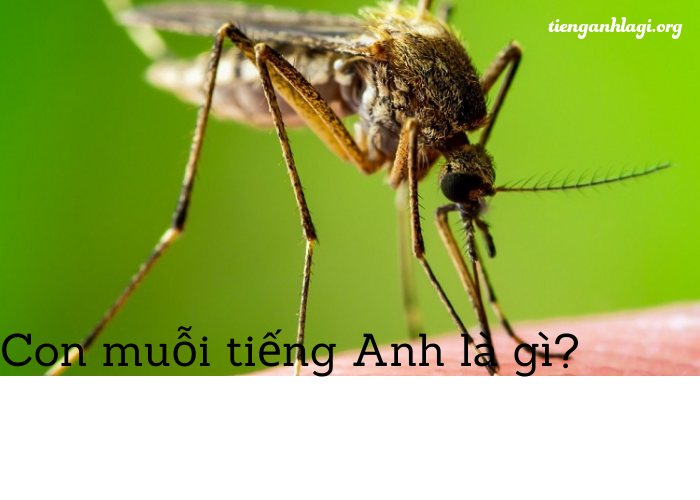 con muỗi trong tiếng anh là gì